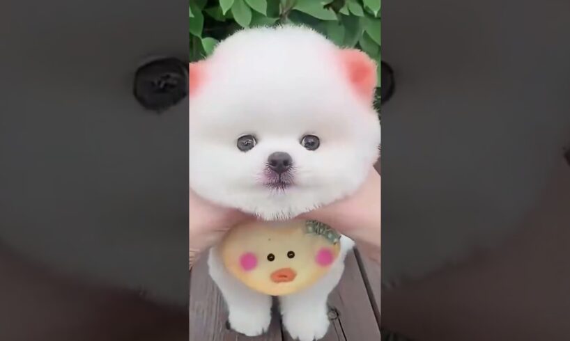 Little cute puppies #cute #baby #toys #cutebaby #puppies #dog #dogslove
