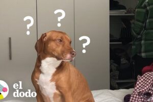 Lo que sucede cuando no puedo salir de casa | El Dodo