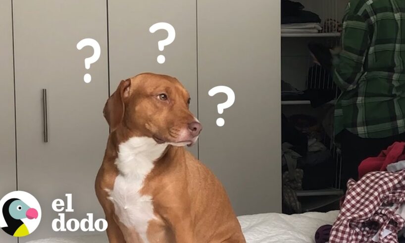 Lo que sucede cuando no puedo salir de casa | El Dodo