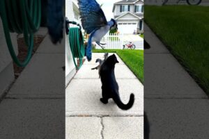Mama Bird RESCUE Baby Bird from Cat 🤯🙏✅ #animalrescue #animals #trending  #cute #wildlife