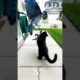 Mama Bird RESCUE Baby Bird from Cat 🤯🙏✅ #animalrescue #animals #trending  #cute #wildlife