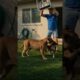 Man Fights Puma to Rescue Dog | Dramatic Backyard Animal Attack #shorts #wildlife #animals