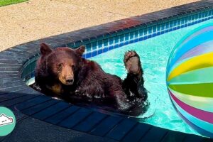 Man Finds a Bear In His Swimming Pool And Gets Biggest Surprise | Cuddle Buddies