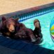 Man Finds a Bear In His Swimming Pool And Gets Biggest Surprise | Cuddle Buddies