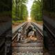 Man Save Deer Seconds Before Train Collision- Animal Rescue