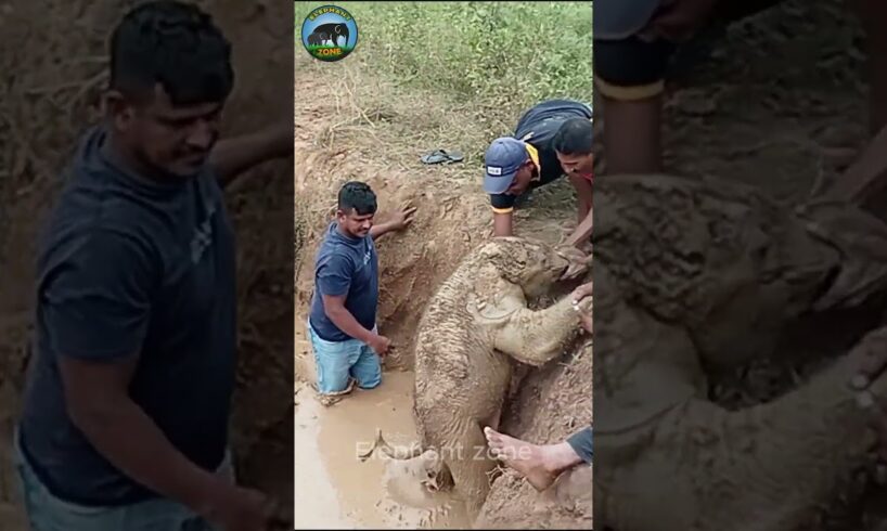 Man pulls baby elephant out of an abandoned well  #elephant #wildlife #animals