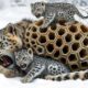 Miracle Rescue! 🐾❤️ Leopard Cub's Brave Effort Saves Mom | Animal rescue group| Animal Angels