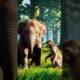 Monkey Playing with Baby Elephant 🐘🐒 #shorts #elephant #monkey #wildlife #cuteanimals #viral #animal