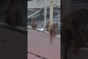 Monkey family playing time. #capture #monkey #funny #animals
