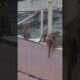Monkey family playing time. #capture #monkey #funny #animals