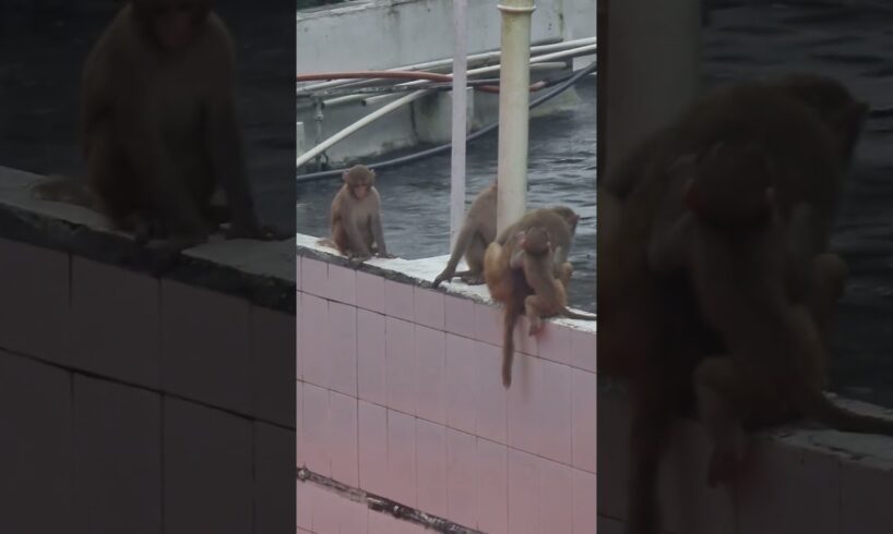 Monkey family playing time. #capture #monkey #funny #animals