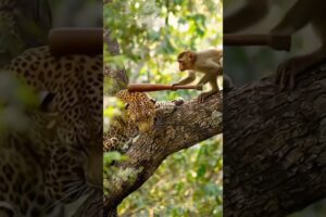Monkey vs Leopard | Animal Fight | Tried to outsmart him