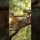 Monkey vs Leopard | Animal Fight | Tried to outsmart him