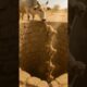 Monkeys rescue calf trapped in a deep well #monkey #rescue #animals #freerishta #marriageproposals
