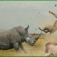 Most BRUTAL Rhino Attacks Caught on Camera | Animal Fighting