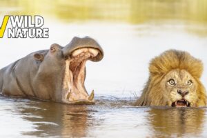Most Insane Moments of Hippo Attacks in the Wild | Animal Fights