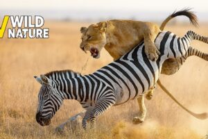 Most Unbelievable Attacks Of Lion Caught On Camera | Animal Fights