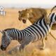 Most Unbelievable Attacks Of Lion Caught On Camera | Animal Fights