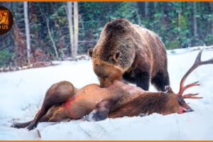 Most Unbelievable Grizzly Bear Attacks Caught on Camera | Animal Fighting