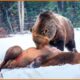 Most Unbelievable Grizzly Bear Attacks Caught on Camera | Animal Fighting
