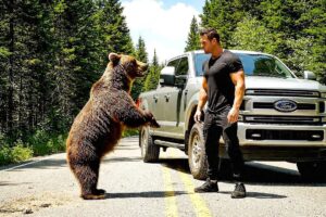 Mother Bear Stops a Car to Save Her Trapped Cub | Wildlife Rescue
