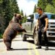 Mother Bear Stops a Car to Save Her Trapped Cub | Wildlife Rescue