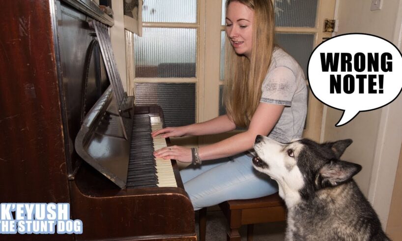 My Husky Critiques My Piano Playing!