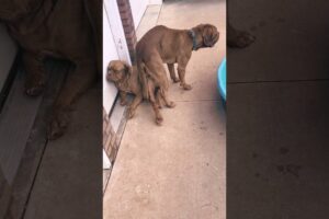 NALA X NEMO SURPRISE BREEDING #breeding #short #viral #trending #video #dog #youtube #shortvideo