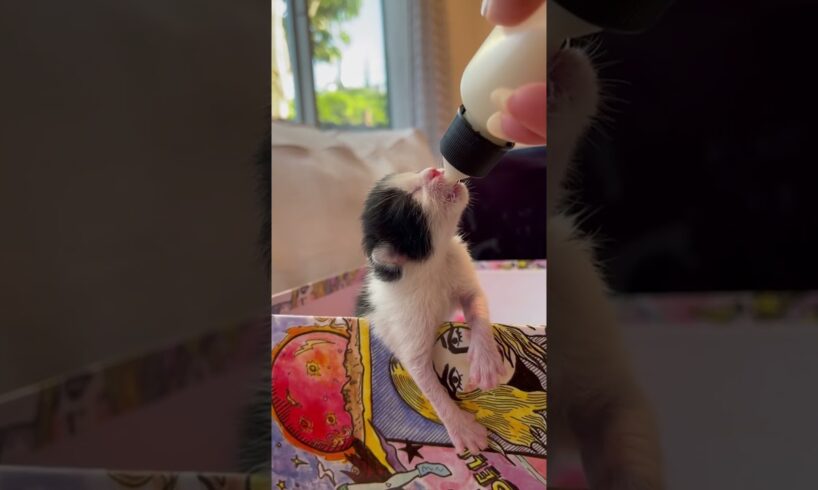 Newborn Kitten Still Attached To Placenta Curls Up On His Rescuer’s Neck | The Dodo
