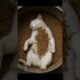 🐱🪱🐒🖤🌊“Ocean Rescue: Orca, Baby Monkey & Kitten Save Cat from the Mealworm Witch!” 🐱🪱🐒🖤🌊