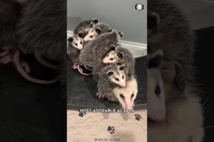 Opossums 🦨 Playing Dead for Survival!