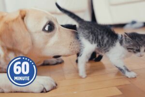 PUPPIES and KITTENS Only 😍 | 60 Minutes of FUNNY Pets