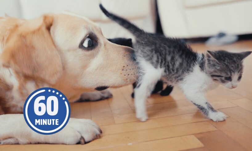 PUPPIES and KITTENS Only 😍 | 60 Minutes of FUNNY Pets