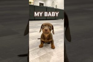 PUPPY #dachshundpuppy #minidachshund #puppy #dachshund #cutedog #cutepuppy #cute #puppies #cutepet