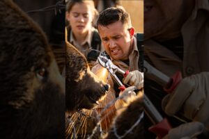 Park Rangers Rescued Grizzly Bear From Death!   #animalrescue #wildliferescue #animals #wildlife