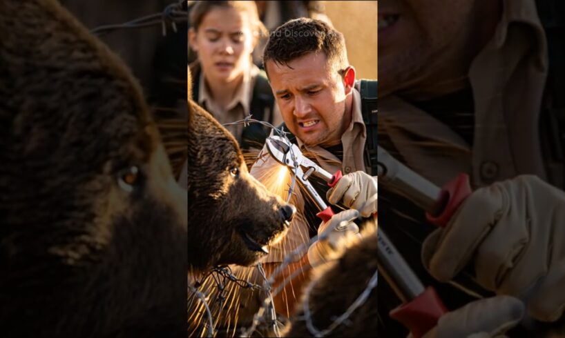 Park Rangers Rescued Grizzly Bear From Death!   #animalrescue #wildliferescue #animals #wildlife