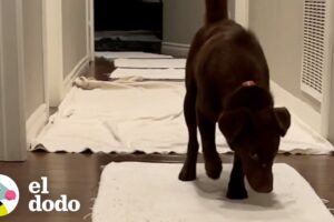Perrita supera uno de sus mayores miedos con... ¿galletas de pollo? | El Dodo
