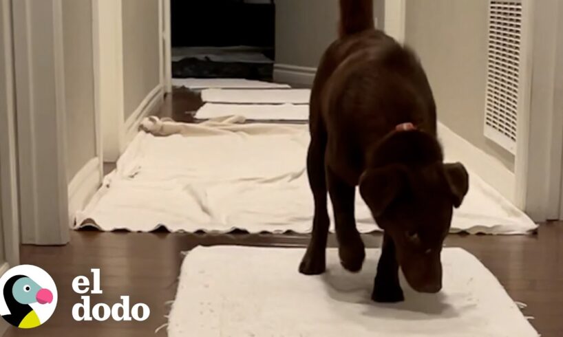 Perrita supera uno de sus mayores miedos con... ¿galletas de pollo? | El Dodo