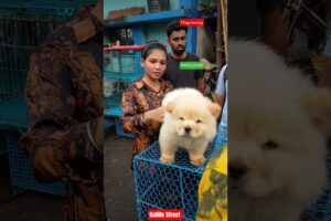 Pet Market Kolkata 😍/lowest price puppy dog/Gallif Street dogs #shorts #viral #dog #dogs #doglover