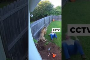 Pitbull fights leopard to protect The Old Men #dogshorts #pitbull #leopard #wildlife