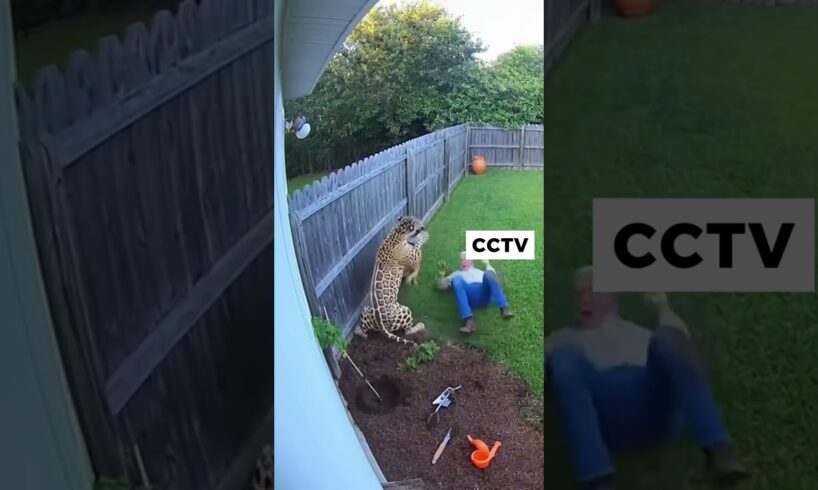 Pitbull fights leopard to protect The Old Men #dogshorts #pitbull #leopard #wildlife