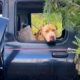 Pittie found in abandoned car has the sweetest reaction to being rescued