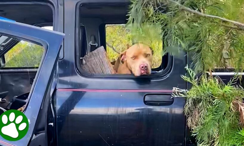 Pittie found in abandoned car has the sweetest reaction to being rescued