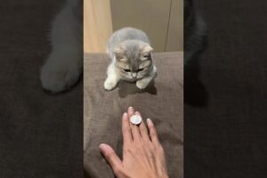 Playing Tossing Game With Kitty 🐱 #funny #animals #kitten #kitty #shorts #viral