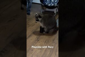 Playing around with Rory. #petraccoon #animals #pets