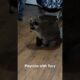 Playing around with Rory. #petraccoon #animals #pets