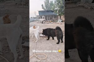Playing #dog #dogfunny #dogvideo