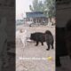 Playing #dog #dogfunny #dogvideo