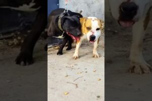 Playing #dog #dogfunny #dogvideo #animals