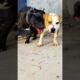 Playing #dog #dogfunny #dogvideo #animals
